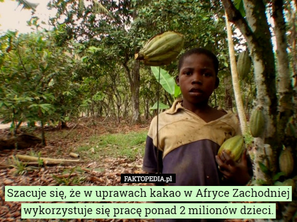 Szacuje się, że w uprawach kakao w Afryce Zachodniej wykorzystuje się pracę...