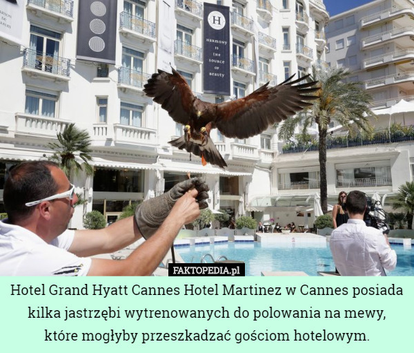 Hotel Grand Hyatt Cannes Hotel Martinez w Cannes posiada kilka jastrzębi...