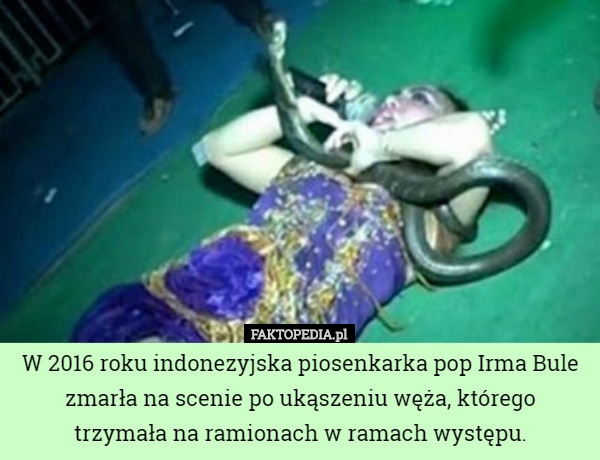 W 2016 roku indonezyjska piosenkarka pop Irma Bule zmarła na scenie po ukąszeniu...