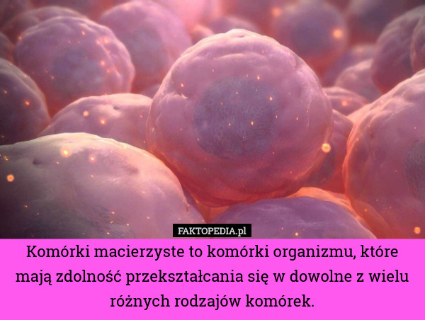 Komórki macierzyste to komórki organizmu, które mają zdolność przekształcania
