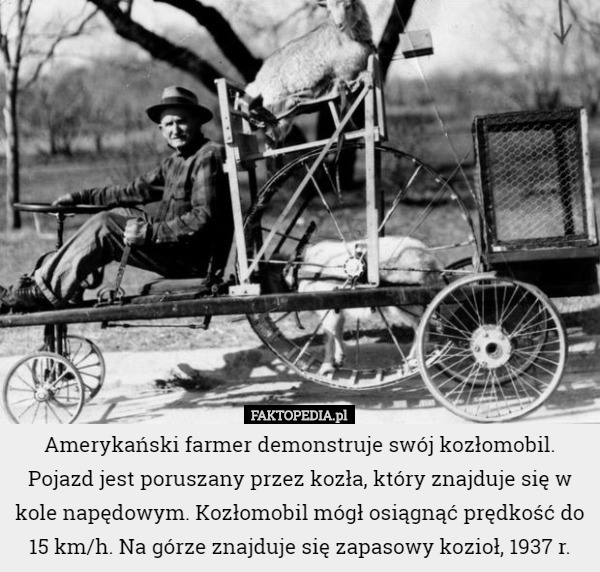Amerykański farmer demonstruje swój kozłomobil. Pojazd jest poruszany przez...