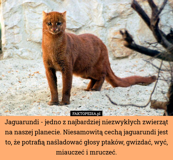 Jaguarundi - jedno z najbardziej niezwykłych zwierząt na naszej planecie.