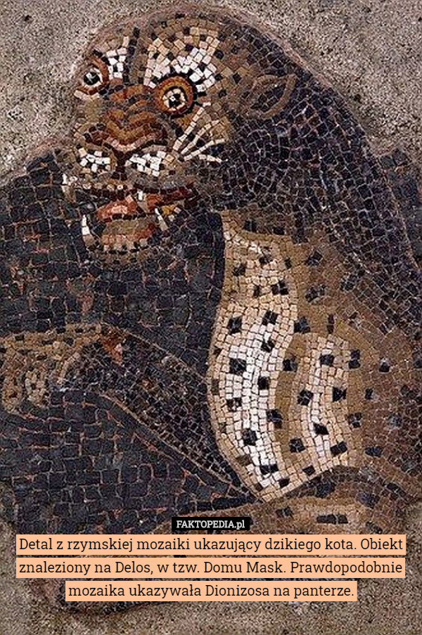 Detal z rzymskiej mozaiki ukazujący dzikiego kota. Obiekt znaleziony na