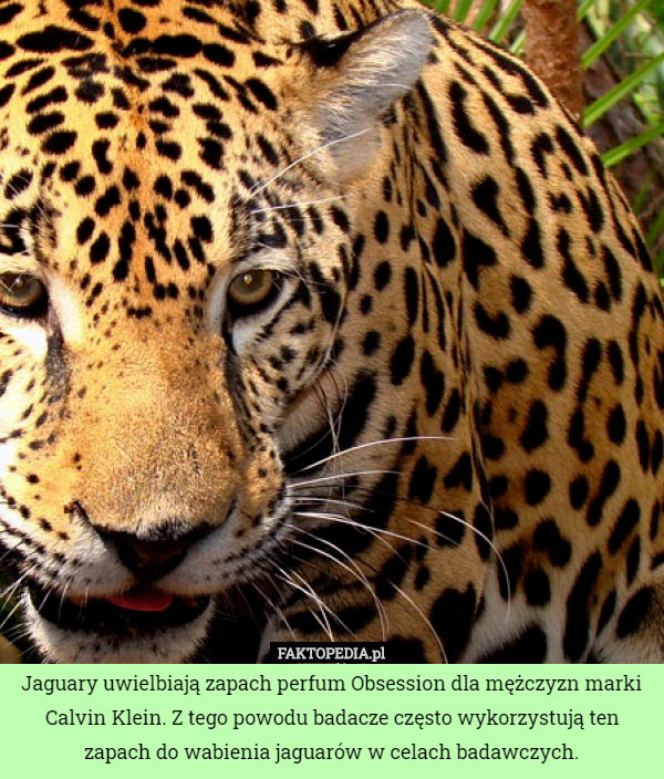 Jaguary uwielbiają zapach perfum Obsession dla mężczyzn marki Calvin Klein...