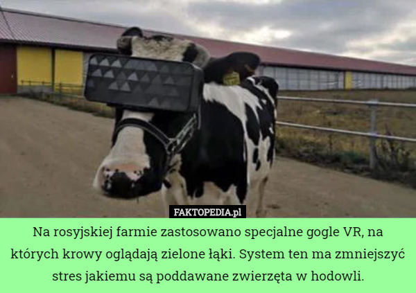 Na rosyjskiej farmie zastosowano specjalne gogle VR, na których krowy oglądają...
