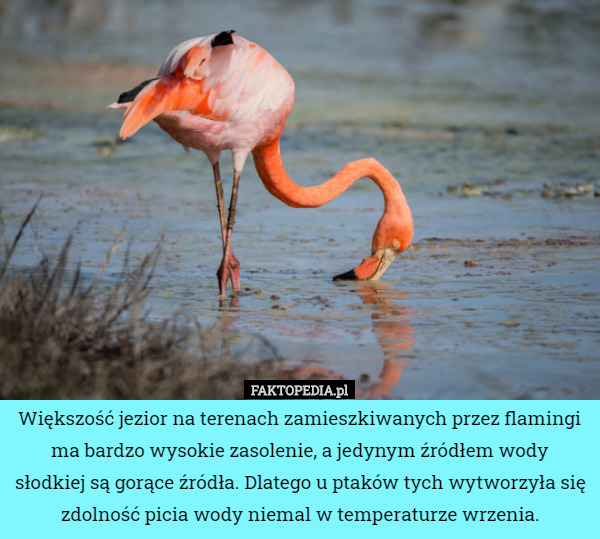 Większość jezior na terenach zamieszkiwanych przez flamingi ma bardzo wysokie...