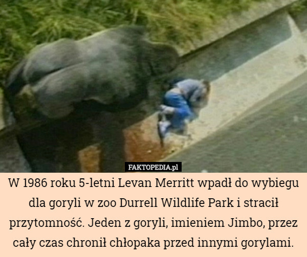 W 1986 roku 5-letni Levan Merritt wpadł do wybiegu dla goryli w zoo Durrell...
