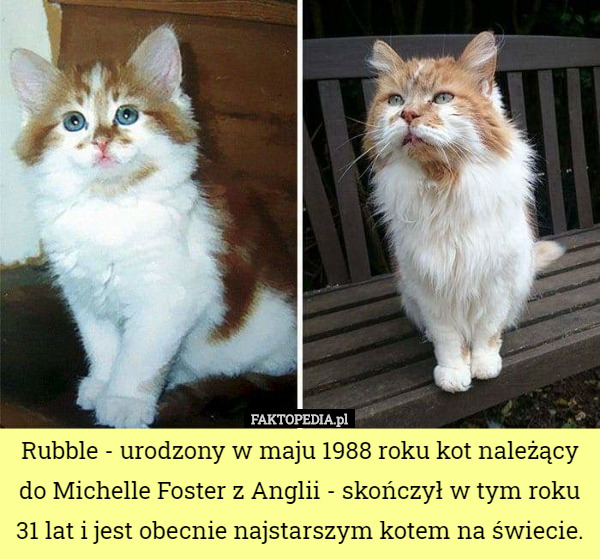 Rubble - urodzony w maju 1988 roku kot należący do Michelle Foster z Anglii...