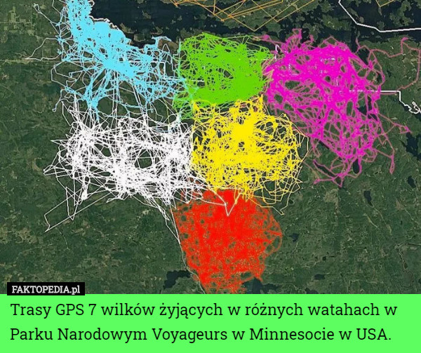 Trasy GPS 7 wilków żyjących w różnych watahach w Parku Narodowym Voyageurs