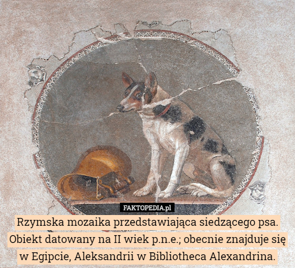 Rzymska mozaika przedstawiająca siedzącego psa. Obiekt datowany na II wiek