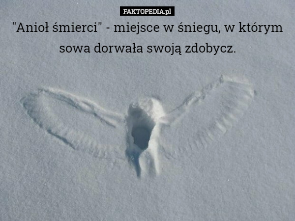 "Anioł śmierci" - miejsce w śniegu, w którym sowa dorwała swoją...