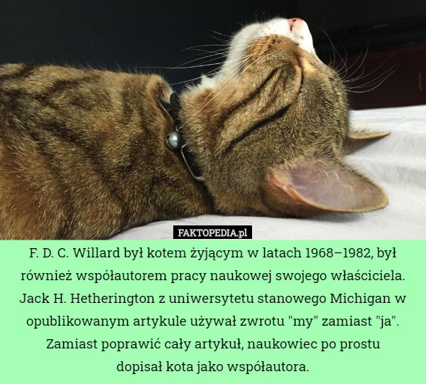 F. D. C. Willard był kotem żyjącym w latach 1968–1982, był również...