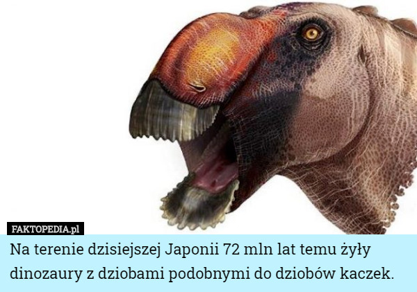 Na terenie dzisiejszej Japonii 72 mln lat temu żyły dinozaury z dziobami...
