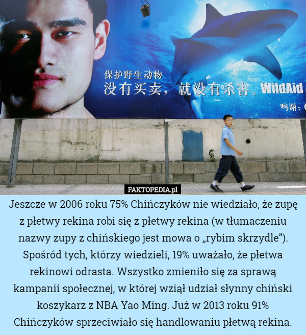 Jeszcze w 2006 roku 75% Chińczyków nie wiedziało, że zupę z płetwy rekina...