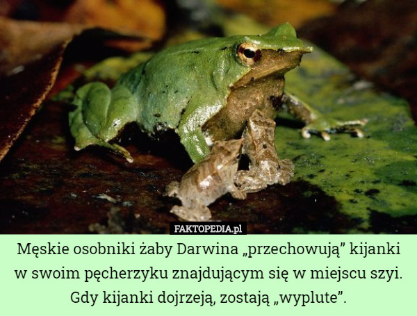 Męskie osobniki żaby Darwina „przechowują” kijanki w swoim pęcherzyku znajdującym