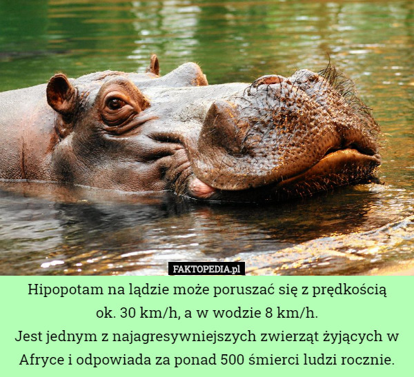 Hipopotam na lądzie może poruszać się z prędkością ok. 30 km/h, a w wodzie...
