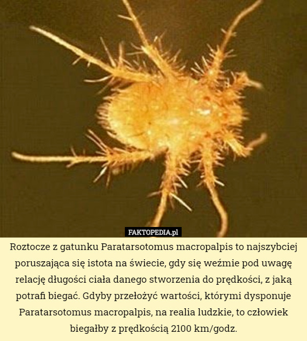 Roztocze z gatunku Paratarsotomus macropalpis to najszybciej poruszająca...