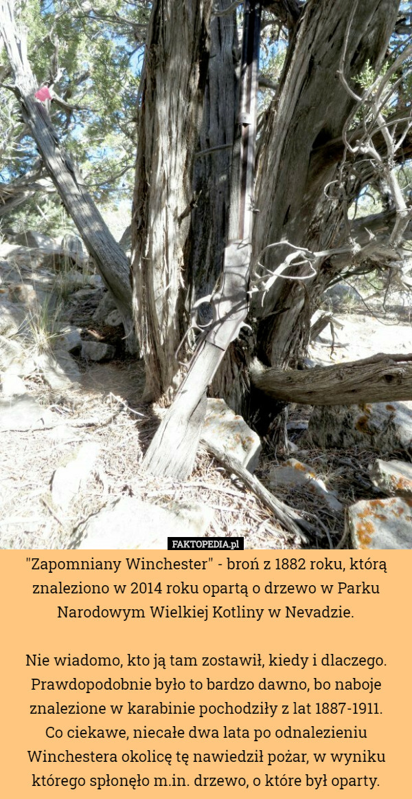 "Zapomniany Winchester" - broń z 1882 roku, którą znaleziono w...