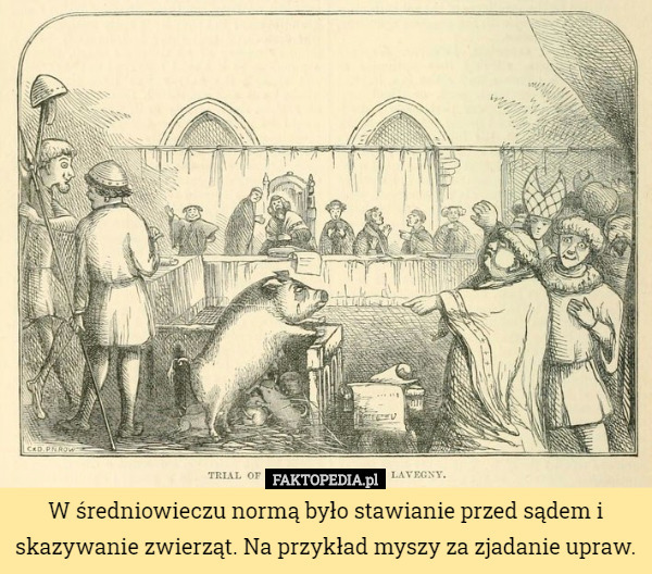 W średniowieczu normą było stawianie przed sądem i skazywanie zwierząt.