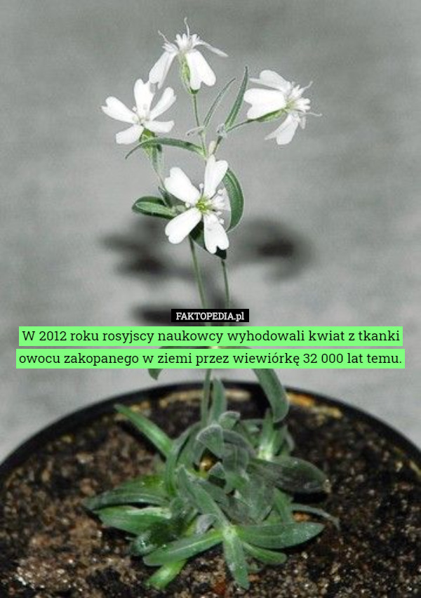 W 2012 roku rosyjscy naukowcy wyhodowali kwiat z tkanki owocu zakopanego