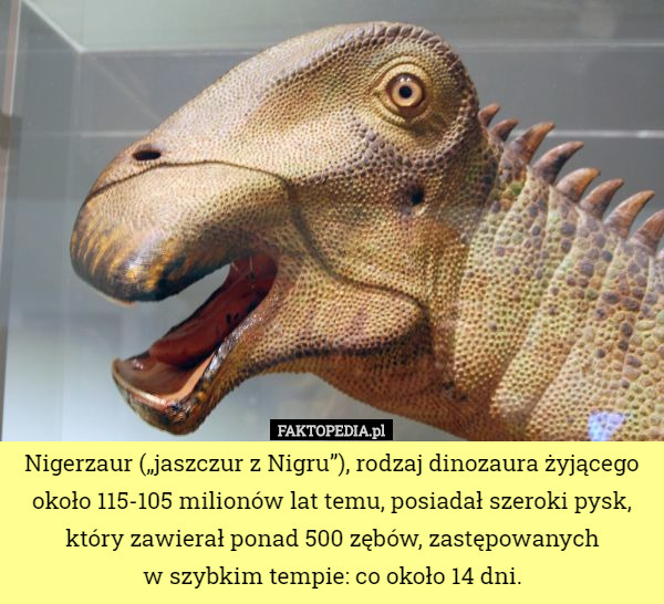 Nigerzaur („jaszczur z Nigru”), rodzaj dinozaura żyjącego około 115-105...