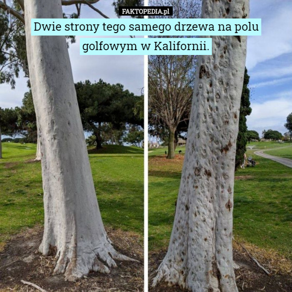 Dwie strony tego samego drzewa na polu golfowym w Kalifornii.