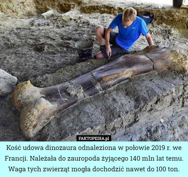 Kość udowa dinozaura odnaleziona w połowie 2019 r. we Francji. Należała...