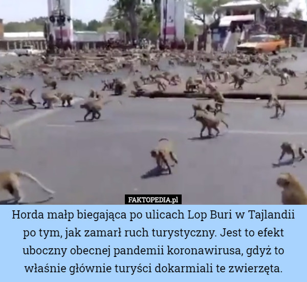Horda małp biegająca po ulicach Lop Buri w Tajlandii po tym, jak zamarł...