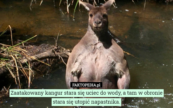 Zaatakowany kangur stara się uciec do wody, a tam w obronie stara się utopić