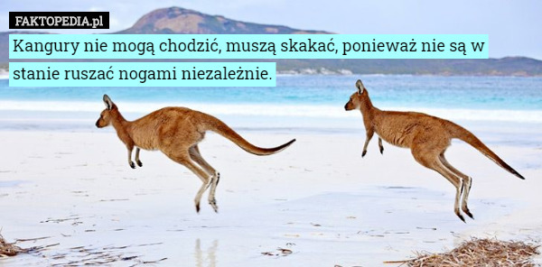 Kangury nie mogą chodzić, muszą skakać, ponieważ nie są w stanie ruszać...