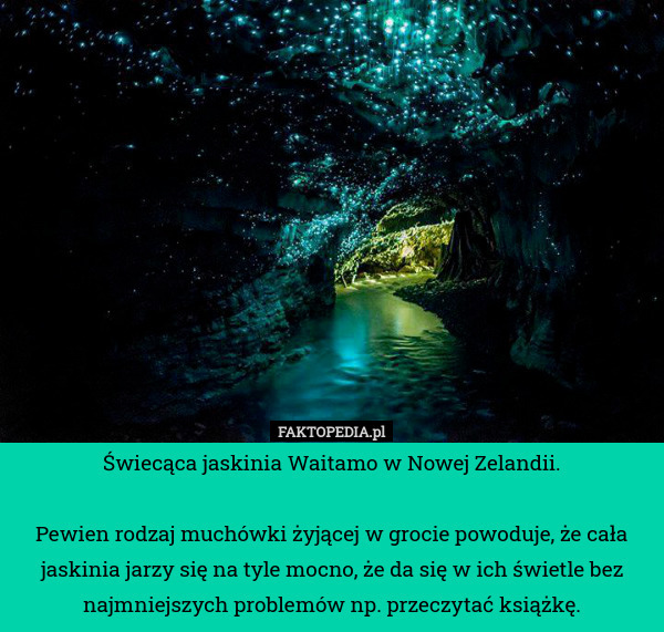 Świecąca jaskinia Waitamo w Nowej Zelandii.

Pewien rodzaj muchówki żyjącej