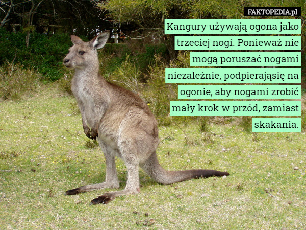 Kangury używają ogona jako trzeciej nogi. Ponieważ nie mogą poruszać nogami