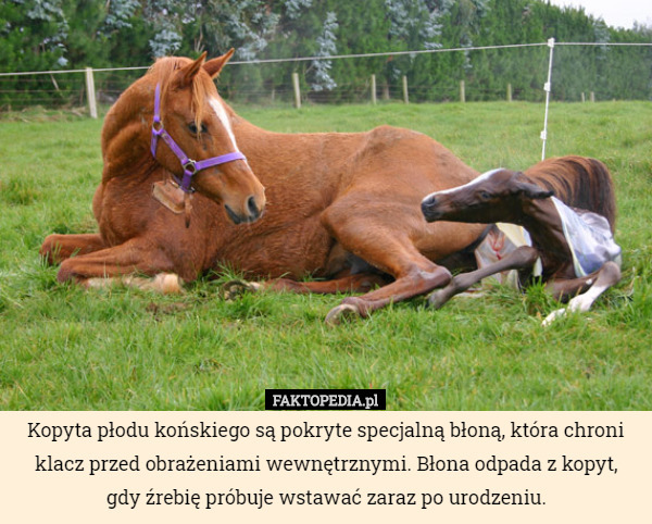 Kopyta płodu końskiego są pokryte specjalną błoną, która chroni klacz przed