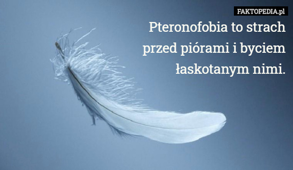 Pteronofobia to strach przed piórami i bycien...