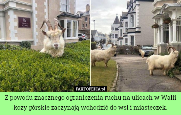 Z powodu znacznego ograniczenia ruchu na ulicach w Walii kozy górskie zaczynają...