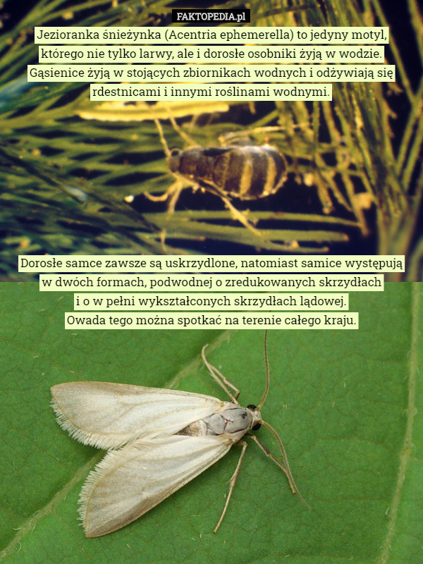Jezioranka śnieżynka (Acentria ephemerella) to jedyny motyl, którego nie...