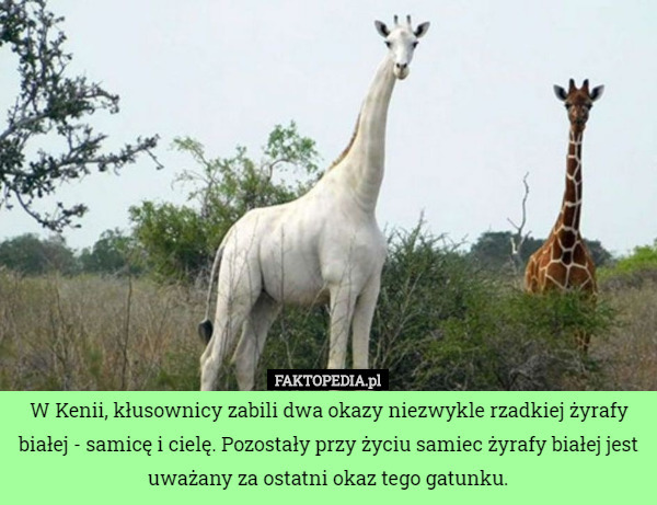 W Kenii, kłusownicy zabili dwa okazy niezwykle rzadkiej żyrafy białej -