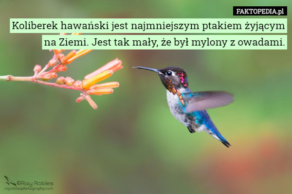 Koliberek hawański jest najmniejszym ptakiem żyjącym na Ziemi. Jest tak