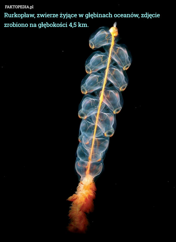 Rurkopław, zwierze żyjące w głębinach oceanów, zdjęcie zrobiono na głębokości