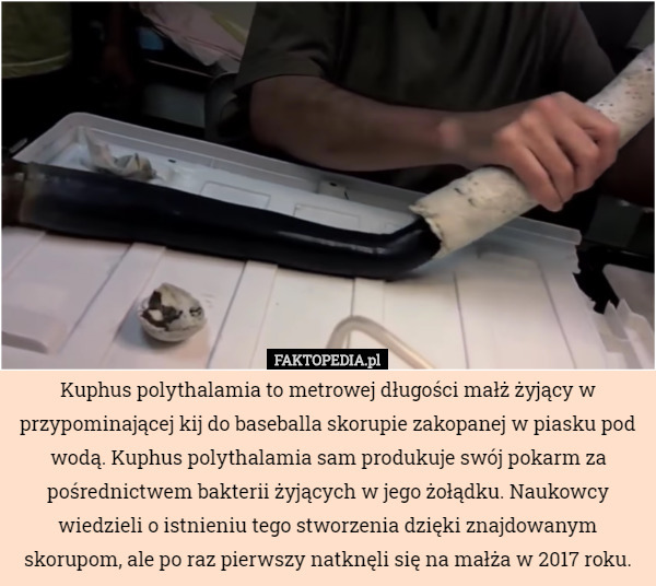 Kuphus polythalamia to metrowej długości małż żyjący w przypominającej kij