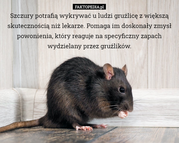 Szczury potrafią wykrywać u ludzi gruźlicę z większą skutecznością niż...