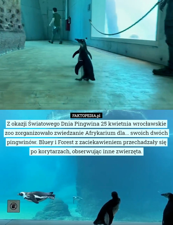 Z okazji Światowego Dnia Pingwina 25 kwietnia wrocławskie zoo zorganizowało...