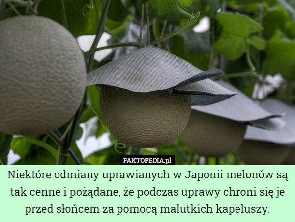 Niektóre odmiany uprawianych w Japonii melonów są tak cenne i pożądane...