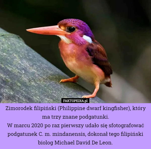 Zimorodek filipiński (Philippine dwarf kingfisher), który ma trzy znane