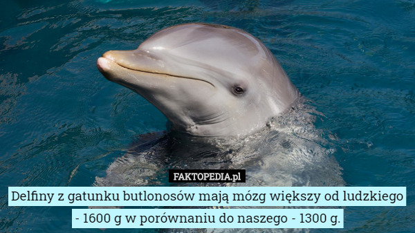 Delfiny z gatunku butlonosów mają mózg większy od ludzkiego - 1600 g w porównaniu...