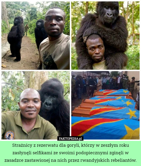 Strażnicy z rezerwatu dla goryli, którzy w zeszłym roku zasłynęli selfikami...