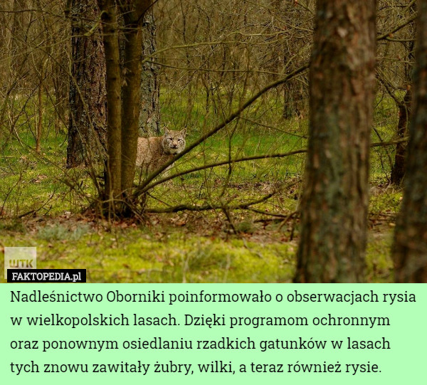 Nadleśnictwo Oborniki poinformowało o obserwacjach rysia w wielkopolskich...