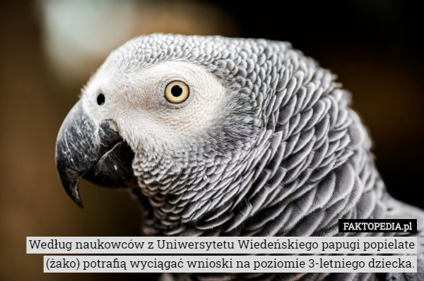 Według naukowców z Uniwersytetu Wiedeńskiego papugi popielate (żako) potrafią wyciągać wnioski...