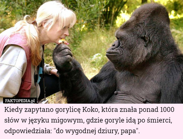 Kiedy zapytano gorylicę Koko, która znała ponad 1000 słów w języku migowym...