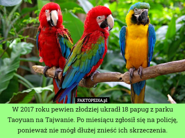 W 2017 roku pewien złodziej ukradł 18 papug z parku Taoyuan na...